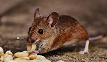 24 Hour & Emergency Exterminators in East Orleans, MA